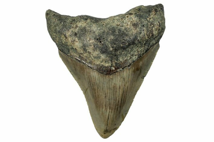 Serrated, Fossil Megalodon Tooth - North Carolina #295252